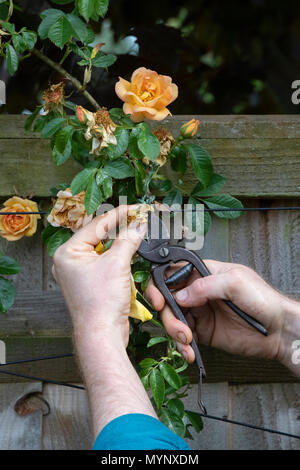 Gärtner kupplungsdrucköl Rosa Bin aigold 'Blume mit Vintage Gartenschere in einem Garten. Großbritannien Stockfoto