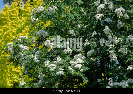 Sorbus aucuparia. Rowan Tree Blüten im Frühling. Großbritannien Stockfoto