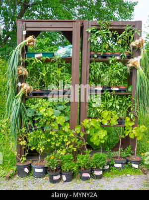 Homegrown oder Home frisches Obst und Gemüse zum Verkauf auf Ehrlichkeit gewachsen am Straßenrand stand. Stockfoto