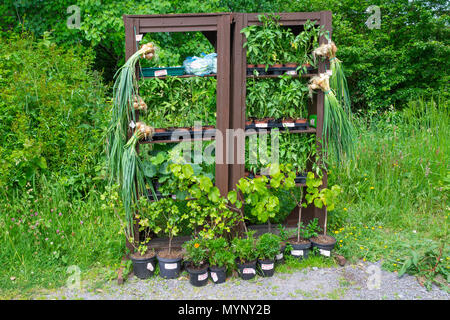 Homegrown oder Home frisches Obst und Gemüse zum Verkauf auf Ehrlichkeit gewachsen am Straßenrand stand. Stockfoto