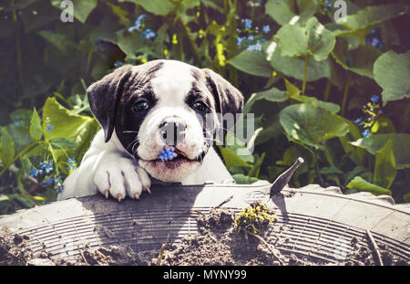 Welpen american bulldog für einen Spaziergang im Park. Stockfoto