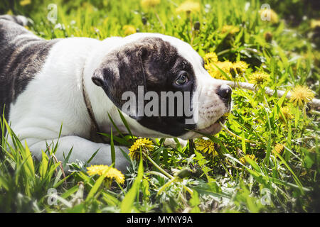 American Bulldog Welpen liegen für einen Spaziergang im Park Stockfoto