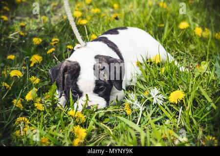 American Bulldog Welpen liegen für einen Spaziergang im Park Stockfoto