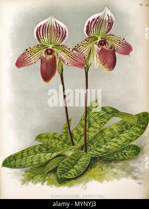 . Englisch: Illustration von Paphiopedilum × Lawrebel von Robert WARNER & Henry Williams: The Orchid Album. 1897. Robert WARNER & Henry Williams 444 R. Warner &Amp; BOSCH Williams - The Orchid Album - Band 11 - Platte 498 (1897) Stockfoto