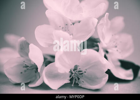 Apple Blüten über verschwommenes bw Hintergrund. Frühling Blumen kreative Makro Bild mit Bokeh. Flache Tiefenschärfe Stockfoto