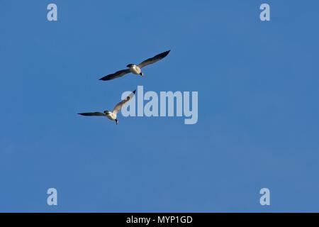 Ein paar Fliegen kanadische Gänse, Ansicht von unten gegen einen klaren blauen Himmel Stockfoto