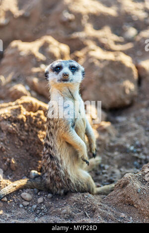 Neugierig und anfragende surikat oder erdmännchen Gerade und sitzen bequem beobachten Stockfoto