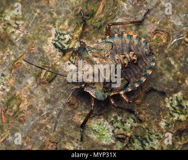 Wald Shieldbug endgültige instar Nymphe (Pentatoma rufipes) auf dem Baumstamm. Tipperary, Irland Stockfoto