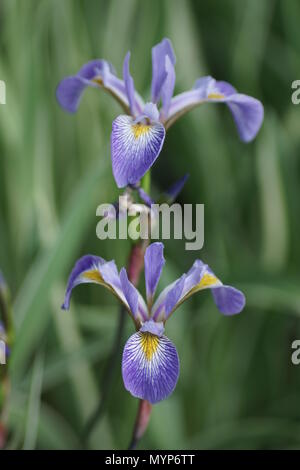 Iris X robusta "Gerald Darby" Stockfoto