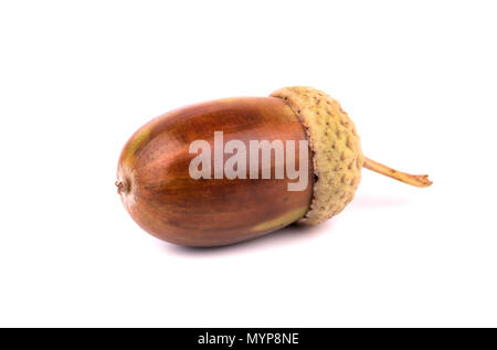 Große Herbst acorn auf weißem Hintergrund Stockfoto