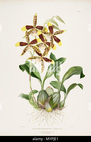 . Abbildung: Rossioglossum Grande (syn. Odontoglossum Grande). 1840. Augusta Innes Widerrist (Del.) - M. Gauci (Lith.) 462 Rossioglossum Grande (Odontoglossum Grande): Bateman Orch. Mex. Guat.pl. 24 (1840) Stockfoto