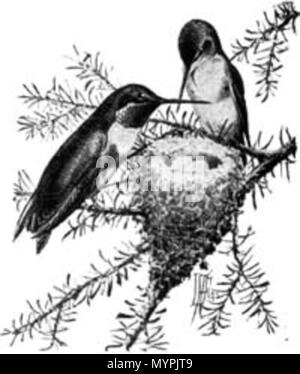 . Kleine Scan der Gravur von Ruby-throated Kolibris in ihrem Nest. Von Louis Agassiz Fuertes, 1890. Louis Agassiz Fuertes (1874-1927) Alternative Namen Louis A. Fuertes; Louis Agassize Fuertes Beschreibung amerikanische Künstler Datum der Geburt / Tod vom 7. Februar 1874 22. August 1927 Ort der Geburt / Todes Ithaca Ithaca Arbeit Periode 1896-1927 Arbeit Ort Ithaca Authority control: Q 1871480 VIAF: 59198877 ISNI: 0000 0000 8386 148 X ULAN: 500028454 50047914 LCCN: n NLA: 35106626 WorldCat 463 Ruby-throated hummingbird (kleine Gravur) Stockfoto