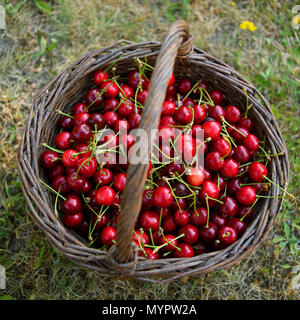 Weidenkorb mit Kirschen und Ansicht von oben gefüllt Stockfoto