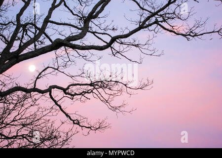 Winter Blick auf die Blue Ridge Berge bei Sonnenuntergang durch die Silhouette des Blue Spruce und weißen Eichen. Asheville, North Carolina. Stockfoto