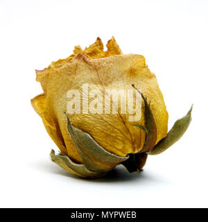 Rose verwelkt Köpfe, Studio shot Stockfoto