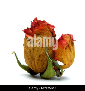 Rose verwelkt Köpfe, Studio shot Stockfoto