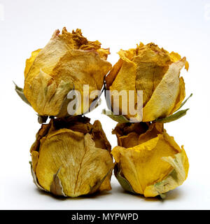 Rose verwelkt Köpfe, Studio shot Stockfoto