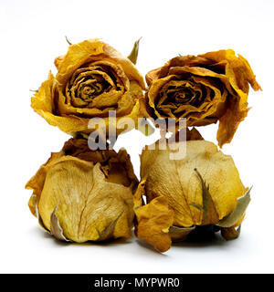 Rose verwelkt Köpfe, Studio shot Stockfoto