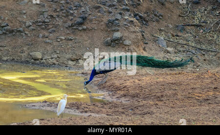 Indische Pfau, Pavo cristatus, trinken Wasser aus einem Wasserloch. Dies ist der Nationalvogel von Indien. Stockfoto
