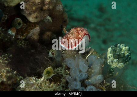 Nacktschnecke Doris reticulatus. Bild wurde in Anilao, Philippinen genommen Stockfoto