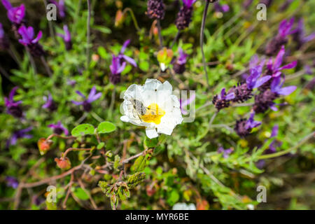 Eine Blume und Fehler in der Las Medulas Gebiet in Spanien Stockfoto