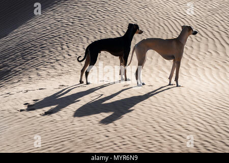 Zwei Sloughi Hunde (1001) in der Wüste Sahara in Marokko. Stockfoto