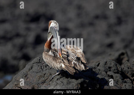 Braunpelikan (Pelecanus occidentalis) putzen auf Felsen, Urvina Bay, Isabela, Galapagos, Ecuador Stockfoto