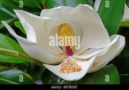 Blume der Magnolia grandiflora, dem südlichen Magnolia oder Bull Bay, Familie Magnoliaceae Stockfoto