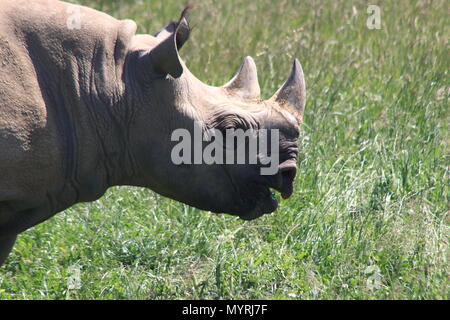 Eastern black Rhino, Yorkshire Wildlife Park, Branton, Doncaster, South Yorkshire, UK Diceros bicornis Michaeli Stockfoto