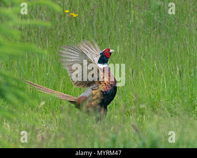 Fasan männlichen Phasianus Colchicus Berufung Stockfoto