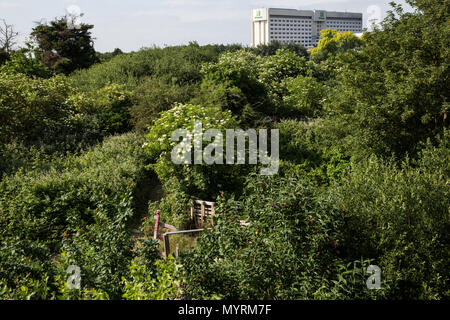 Sipson, UK. 5. Juni 2018. Wachsen Heathrow ist ein Off-grid-Gemeinschaft Raum dazu beitragen, die Erweiterung des Flughafens Heathrow Dörfer kämpfen. Stockfoto