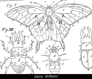 . Englisch: Fleuron aus Buch: Eine Ausstellung von Englisch Insekten einschließlich der mehrere Klassen von Neuroptera, Hymenoptera, & Diptera, oder Bienen, Fliegen, & libelullae Ausstellen auf 51 Kupferplatten in der Nähe von 500 Figuren, sorgfältig gezeichnet, & stark in Farben, ... Durch Mose, Harris, 333 eine Ausstellung von Englisch Insekten einschließlich der mehrere Klassen von neuroptera Fleuron T 033877-5 Stockfoto
