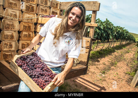 Jarinu, Sao Paulo, Brasilien, 14. Dezember 2011. Portrait von Frau auf einem Traktor mit Holzkisten mit frisch geernteten Trauben in einem Weinberg geladen Stockfoto