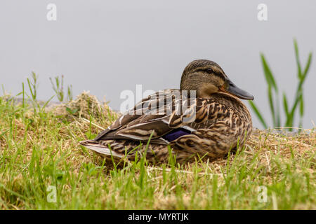 Weibliche Stockente ruht neben einem See Stockfoto