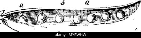 348 Eine Einführung in die Botanik - mit einer Erläuterung der Theorie der Wissenschaft; aus den Werken von Carl von Linné Fleuron N 009717-6 Stockfoto