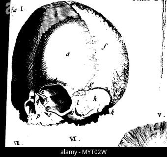 . Englisch: Fleuron aus Buch: Anatomie verkörpert und dargestellt: Mit, I. eine übersichtliche und einfache Beschreibung aller Teile des menschlichen Körpers, die gemeinsam mit ihren verschiedenen Verwendungen, die in den Tierstudien Oeconomy. Ii. Eine grosse Auswahl und Sammlung von Skulpturen, zeigen eine gerechte Idee der Figur, Größe, Lage, Verbindung, und Verwendungen der verschiedenen Teile des Körpers, in siebzehn folio Kupfer-Platten. Von M.N. B.A. 355 Anatomie verkörpert und dargestellt - mit, ich Fleuron N 016279-13 Stockfoto