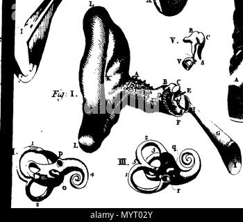 . Englisch: Fleuron aus Buch: Anatomie verkörpert und dargestellt: Mit, I. eine übersichtliche und einfache Beschreibung aller Teile des menschlichen Körpers, die gemeinsam mit ihren verschiedenen Verwendungen, die in den Tierstudien Oeconomy. Ii. Eine grosse Auswahl und Sammlung von Skulpturen, zeigen eine gerechte Idee der Figur, Größe, Lage, Verbindung, und Verwendungen der verschiedenen Teile des Körpers, in siebzehn folio Kupfer-Platten. Von M.N. B.A. 355 Anatomie verkörpert und dargestellt - mit, ich Fleuron N 016279-18 Stockfoto
