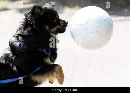 Hamburg, Deutschland. 25. Juni 2010. Der Hund Mischka spielt am Freitag (26.06.2010) in Hamburg für die Ausbildung kick-off der Bundesliga riser FC St. Pauli Hamburg Hamburg mit einer Kugel. Der FC St. Pauli Hamburg Hamburg hat in der Vorbereitung für die Saison in der Bundesliga gestartet. 24 Fachleute und Pannen Angriff der ersten Trainingseinheit auf dem Trainingsgelände an der Kollaustrasse. Foto: Maurizio Gambarini dpa/lno | Verwendung weltweit/dpa/Alamy leben Nachrichten Stockfoto