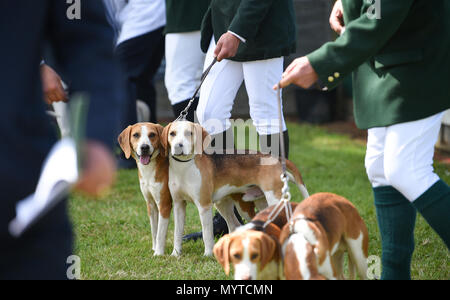 Ardingly UK 8. Juni 2018 - im Süden von England zeigen im schönen, sonnigen Wetter am Ardingly Ausstellungsgelände in der Nähe von Haywards Heath Sussex Kredit statt: Simon Dack/Alamy leben Nachrichten Stockfoto