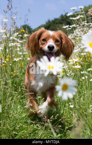 Conham, Kent, Vereinigtes Königreich. 8. Juni 2018. Cockapoo Pip spielt in einem sonnigen daisyfield in Cobham, etwas außerhalb von Gravesend, Kent. Rob Powell/Alamy leben Nachrichten Stockfoto