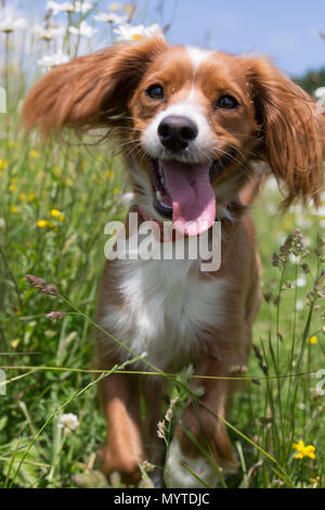 Conham, Kent, Vereinigtes Königreich. 8. Juni 2018. Cockapoo Pip spielt in einem sonnigen daisyfield in Cobham, etwas außerhalb von Gravesend, Kent. Rob Powell/Alamy leben Nachrichten Stockfoto