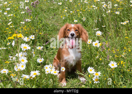 Conham, Kent, Vereinigtes Königreich. 8. Juni 2018. Cockapoo Pip spielt in einem sonnigen daisyfield in Cobham, etwas außerhalb von Gravesend, Kent. Rob Powell/Alamy leben Nachrichten Stockfoto