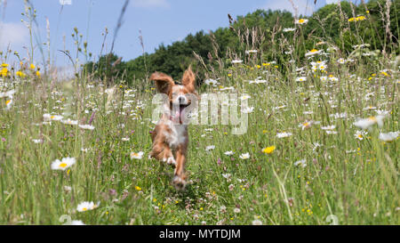 Conham, Kent, Vereinigtes Königreich. 8. Juni 2018. Cockapoo Pip spielt in einem sonnigen daisyfield in Cobham, etwas außerhalb von Gravesend, Kent. Rob Powell/Alamy leben Nachrichten Stockfoto