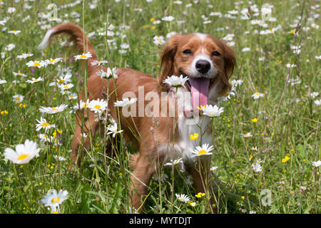 Conham, Kent, Vereinigtes Königreich. 8. Juni 2018. Cockapoo Pip spielt in einem sonnigen daisyfield in Cobham, etwas außerhalb von Gravesend, Kent. Rob Powell/Alamy leben Nachrichten Stockfoto