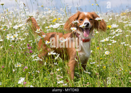 Conham, Kent, Vereinigtes Königreich. 8. Juni 2018. Cockapoo Pip spielt in einem sonnigen daisyfield in Cobham, etwas außerhalb von Gravesend, Kent. Rob Powell/Alamy leben Nachrichten Stockfoto