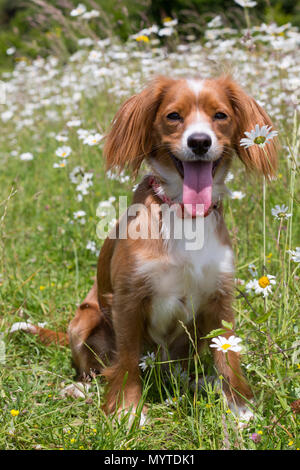 Conham, Kent, Vereinigtes Königreich. 8. Juni 2018. Cockapoo Pip spielt in einem sonnigen daisyfield in Cobham, etwas außerhalb von Gravesend, Kent. Rob Powell/Alamy leben Nachrichten Stockfoto