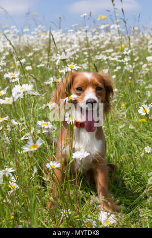 Conham, Kent, Vereinigtes Königreich. 8. Juni 2018. Cockapoo Pip spielt in einem sonnigen daisyfield in Cobham, etwas außerhalb von Gravesend, Kent. Rob Powell/Alamy leben Nachrichten Stockfoto