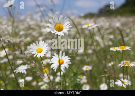 Conham, Kent, Vereinigtes Königreich. 8. Juni 2018. Eine hübsche Feld voller Gänseblümchen in Cobham in Kent. Rob Powell/Alamy leben Nachrichten Stockfoto