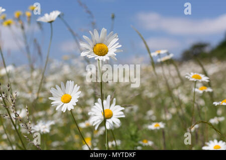 Conham, Kent, Vereinigtes Königreich. 8. Juni 2018. Eine hübsche Feld voller Gänseblümchen in Cobham in Kent. Rob Powell/Alamy leben Nachrichten Stockfoto