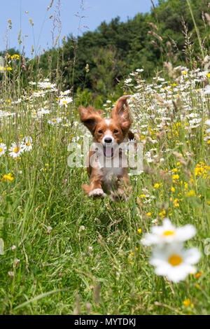 Conham, Kent, Vereinigtes Königreich. 8. Juni 2018. Cockapoo Pip spielt in einem sonnigen daisyfield in Cobham, etwas außerhalb von Gravesend, Kent. Rob Powell/Alamy leben Nachrichten Stockfoto